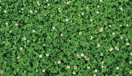 Assess the percentage of clover in your pastures